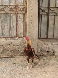 peela Aseel Pure Sindhi