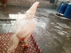 Heera waith pepper fayitar