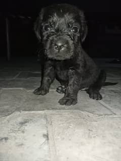 Labrador pedigree female puppy for sale