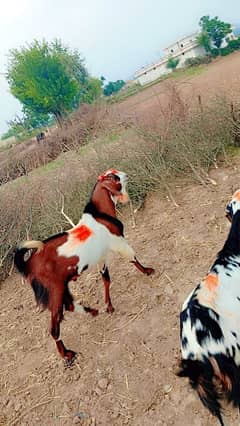 qurbani ky leya bakra