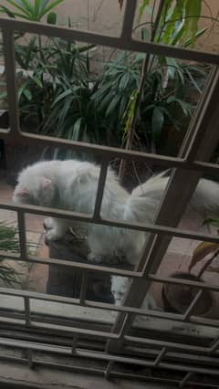 Persian Cats