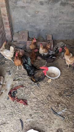 8 murgia or 1 murga