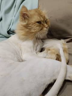 Persian cat Triple coat