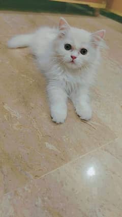 Persian cat 3 month age