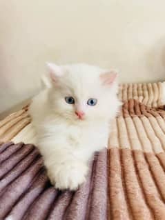 Persian