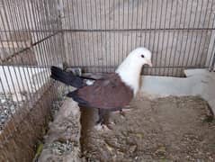 karbalai,Uzbek,mokhi,mukhi,mokhe fancy pigeon,kabotar,karbali,kabra