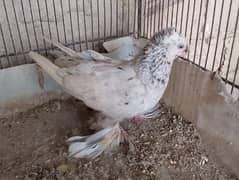 Uzbek,mokhi,mukhi,mokhe fancy pigeon,kabotar,karbali,kabra