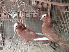 mokhi,mukhi,mokhe fancy pigeon,kabotar,karbali,kabra