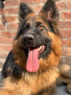 German shaferd female for sale