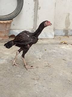 aseel chicks