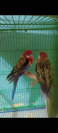 Rosella