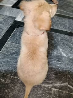 golden retriever puppy for sale age 2months