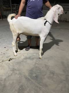 Pure RajanPuri Gulabi Breeder for Slae