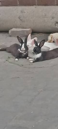 Rabbits for sale