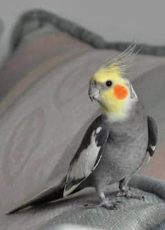 Cockatiel