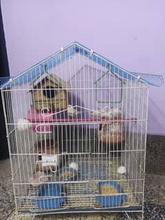 finches