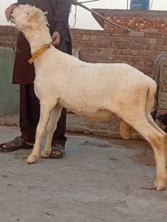 sheep chatra mundra