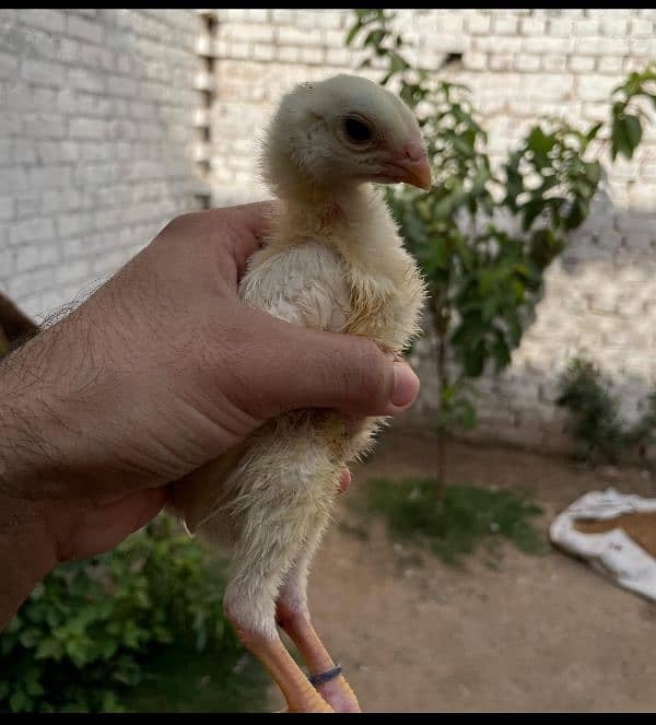 King  O Shamo|Top Quality Breeders| Top Quality Chicks|Cargo Available 0