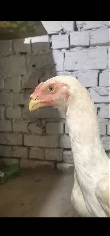 King  O Shamo|Top Quality Breeders| Top Quality Chicks|Cargo Available 1