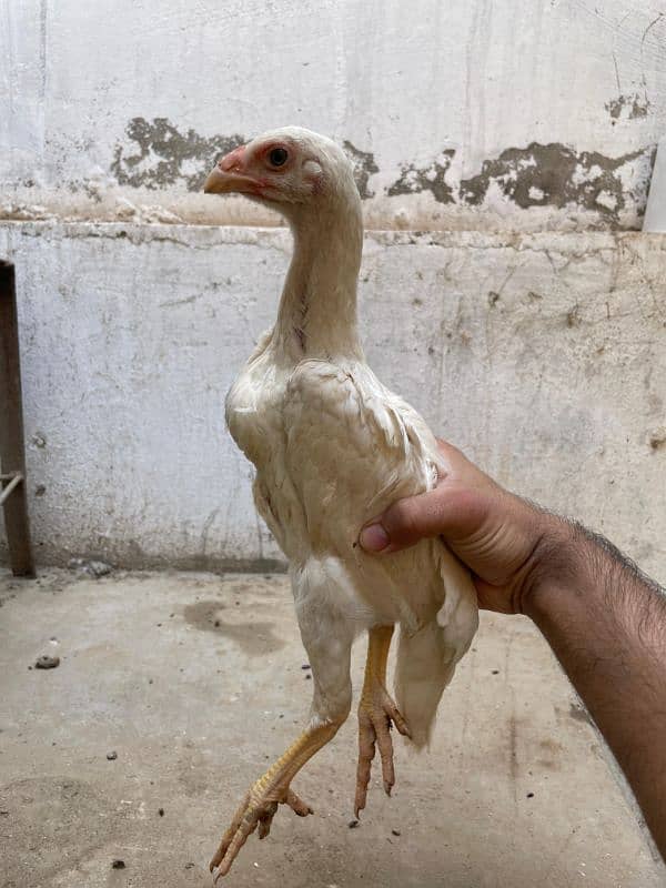 King  O Shamo|Top Quality Breeders| Top Quality Chicks|Cargo Available 2