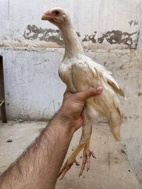 King  O Shamo|Top Quality Breeders| Top Quality Chicks|Cargo Available 3