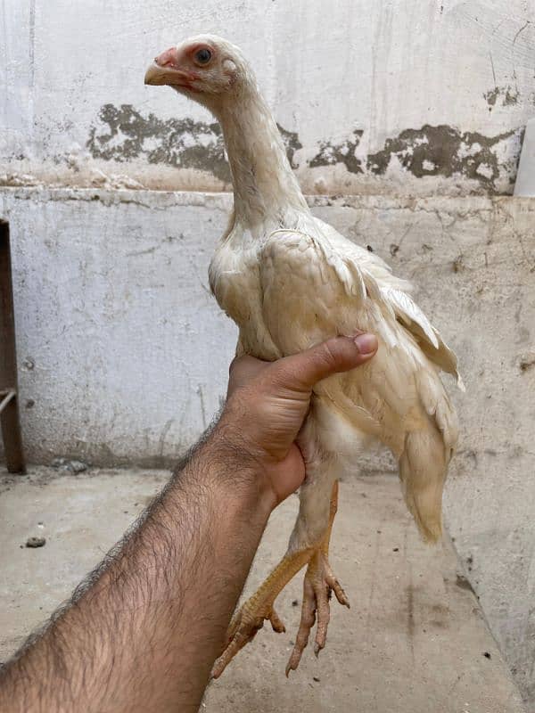 King  O Shamo|Top Quality Breeders| Top Quality Chicks|Cargo Available 4