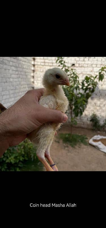 King  O Shamo|Top Quality Breeders| Top Quality Chicks|Cargo Available 5