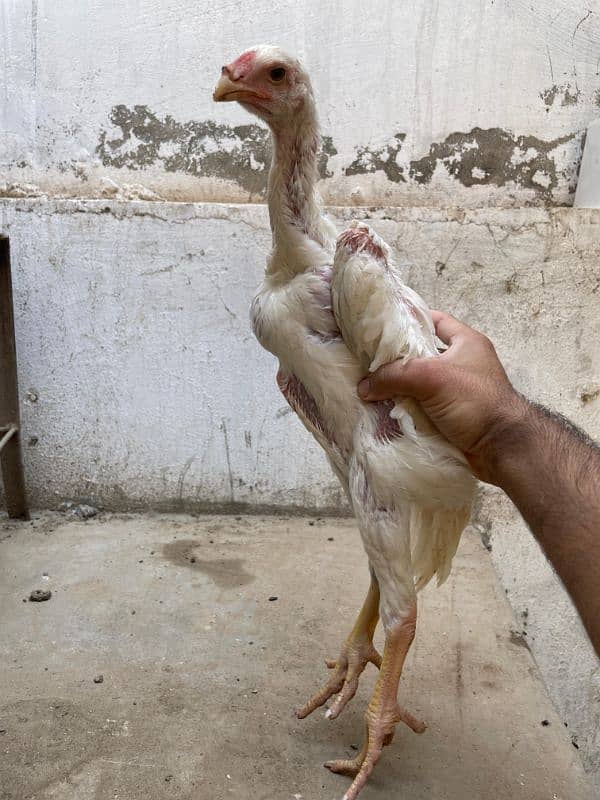 King  O Shamo|Top Quality Breeders| Top Quality Chicks|Cargo Available 6