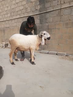 Sheep (dumba)