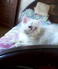 extremely punch face matted female cat heavy furr