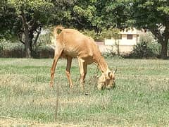 Qurbani ke Liye Bakri