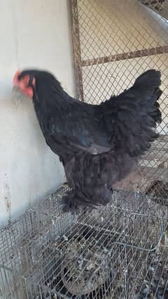 heavy coachin male female for sale