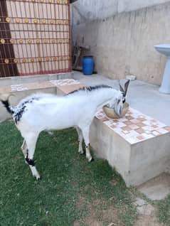 bakra | bakri | goat | Qurbani 2025 | sheep | dumba | desi bakra