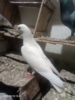 breedar male
