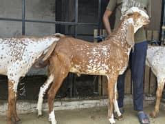 Bakra for Qurbani