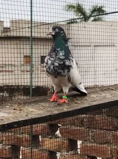 pigeon