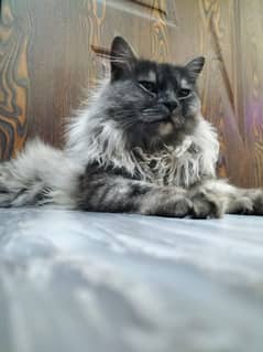 beautiful cats