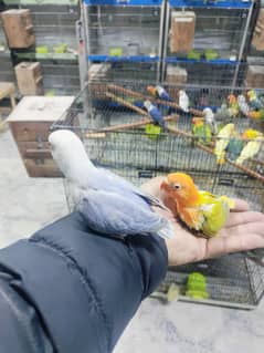 Lovebirds fisher & Opline
