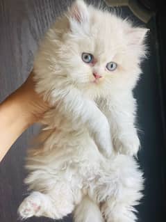 Pure Ragamuffin Doll Face Cats Pair for Sale!