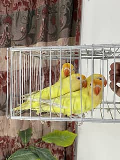 Lovebirds available for sale