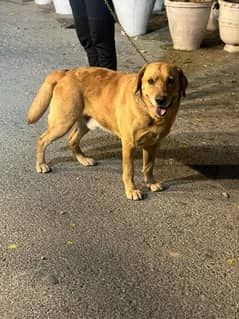 Labrador retriever male for sale