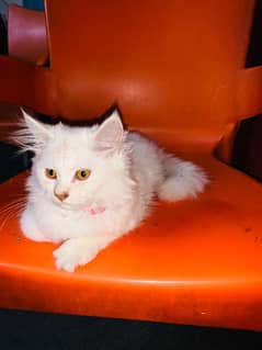 sale for cat
