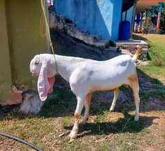 Globi bakra complete home bread
