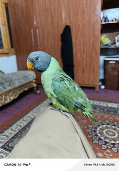 green parrot