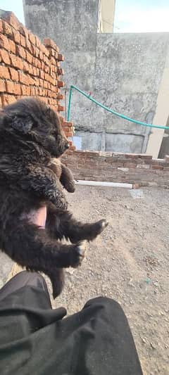 70 days age puppies black German shafared avai in jhelum +923129020504