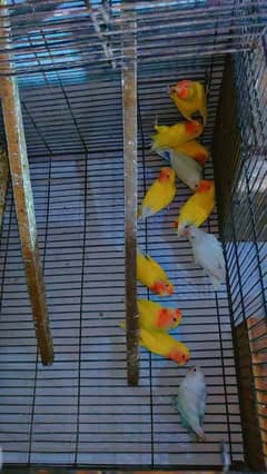 love bird chick and breeder pair for sale