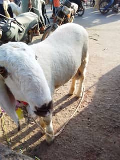 dumba 11 months age nasal larkana