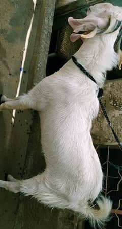 Qurbani