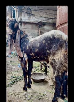 Bakra for sale