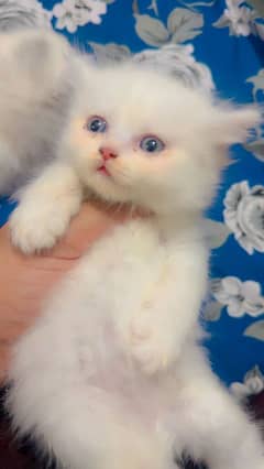 Persian